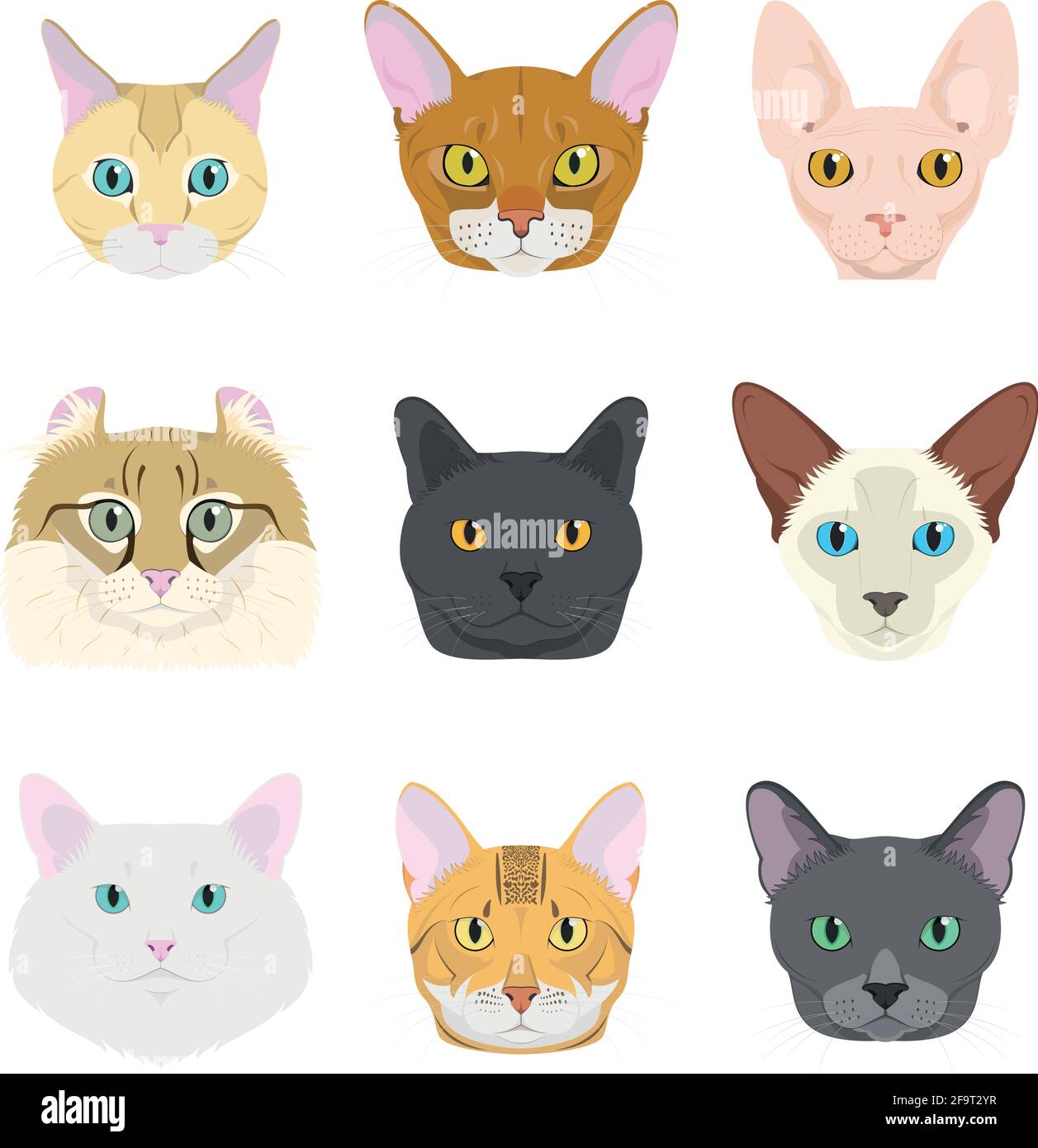 Katzenrassen Vector Collection: Set aus 9 verschiedenen Katzenrassen im Cartoon-Stil. Stock Vektor