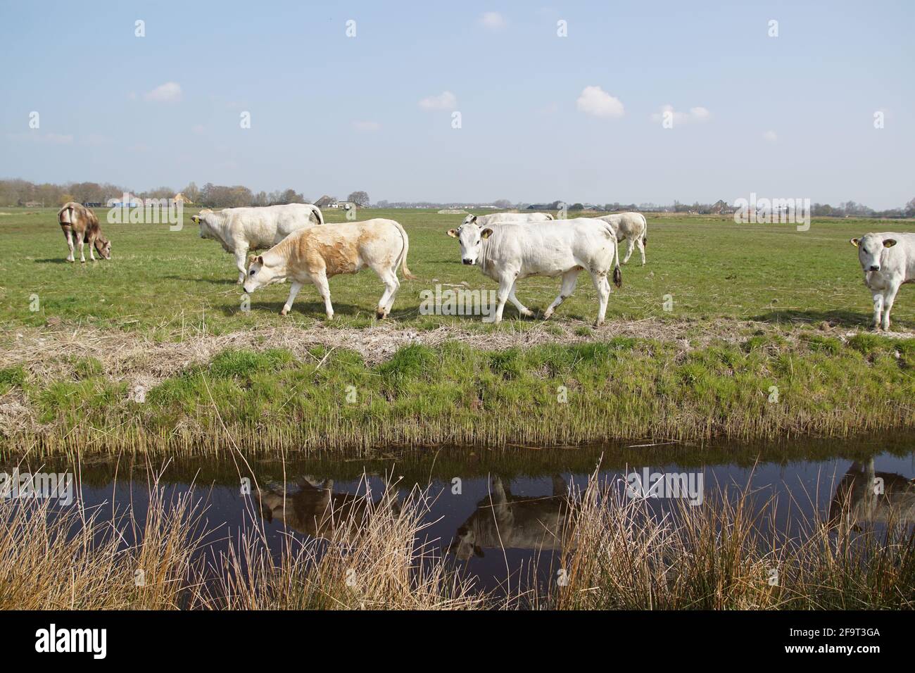 Weiße Kühe (Piemonteser) auf der Wiese. Weidelandschaft in den Niederlanden in der Nähe des Dorfes Bergen. April, Frühling Stockfoto