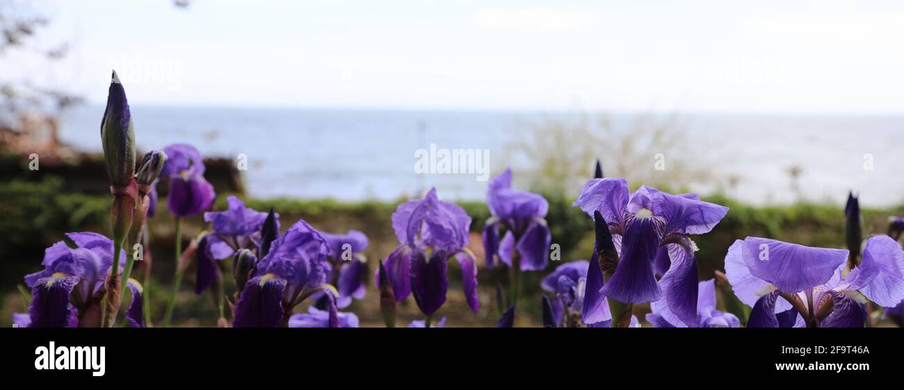 Weiche, flache Schärfentiefe für Jacaranda-Blüten, varna bulgarien Stockfoto