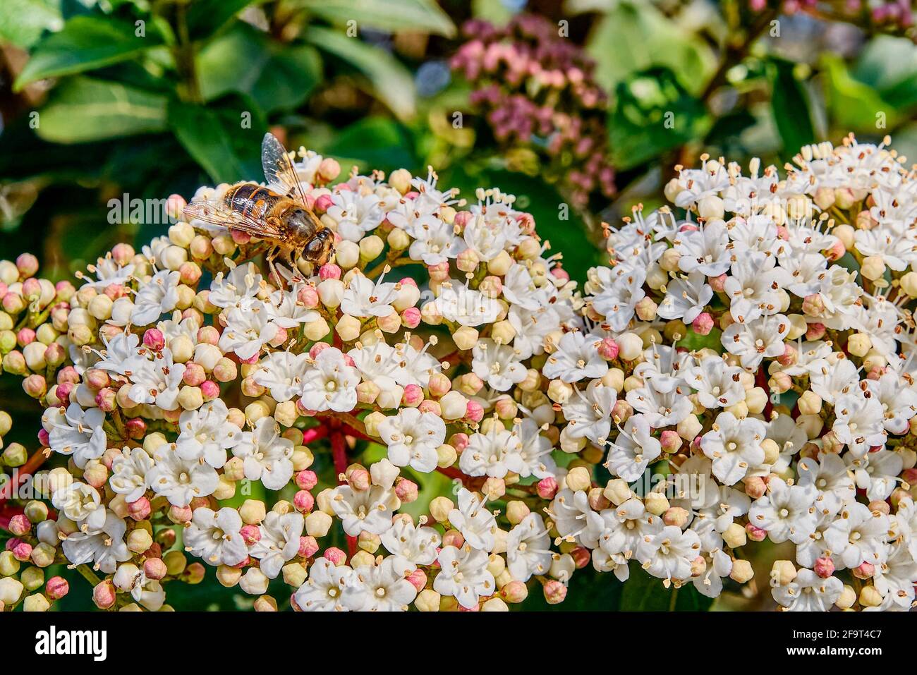 Weiße Blüten und Knospen von Weißdorn. Eine Biene sammelt Honig. Stockfoto