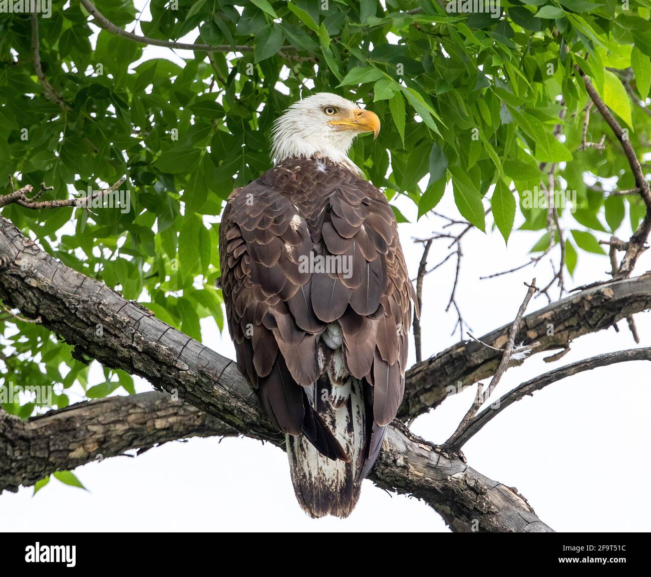 Nahaufnahme eines jungen Adlers unter einem Baldachin aus üppigen grünen Blättern, nach außen blickend, mit Übergangsschwanzfedern. Stockfoto