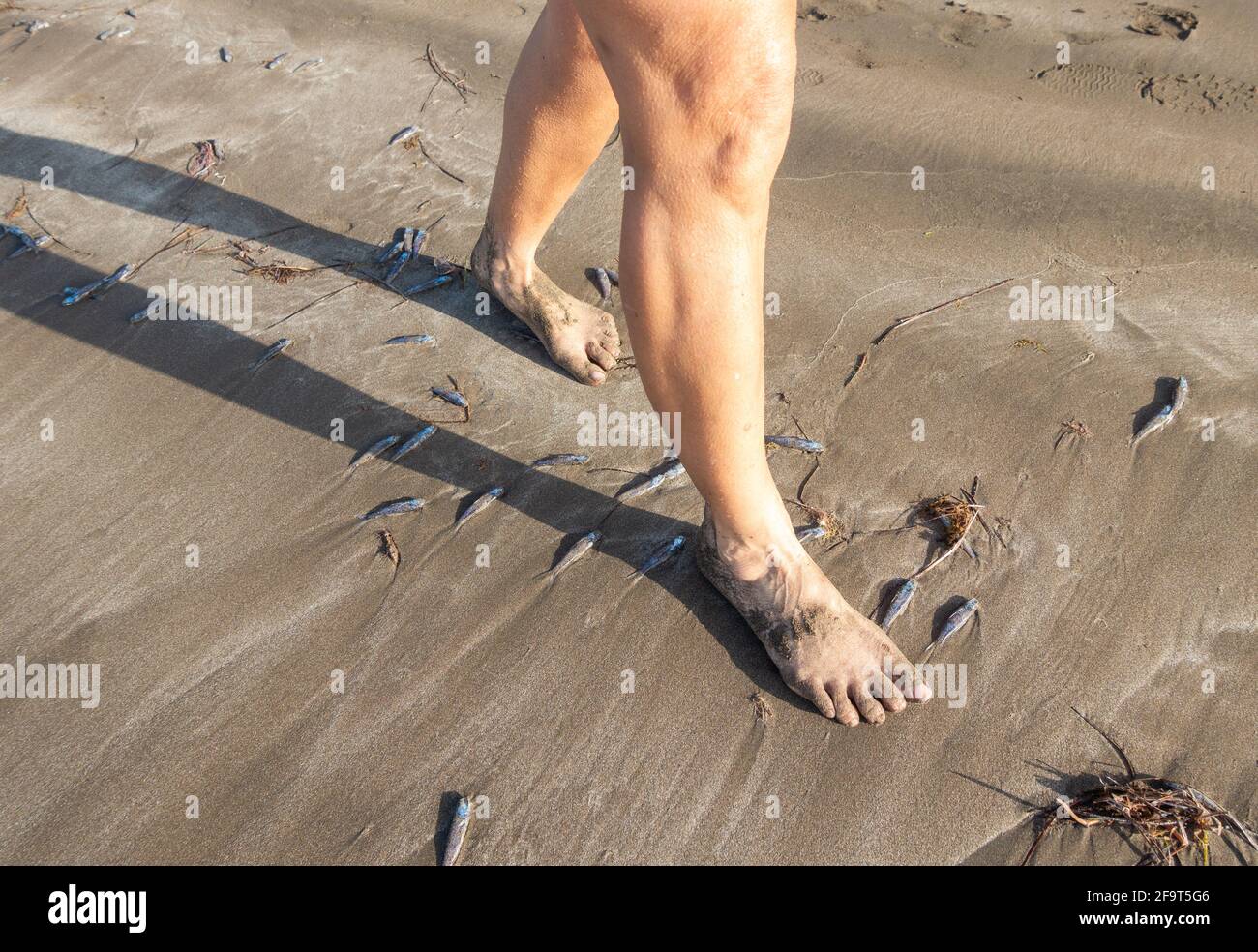 Kleine Fische wurden am Strand angespült. Stockfoto