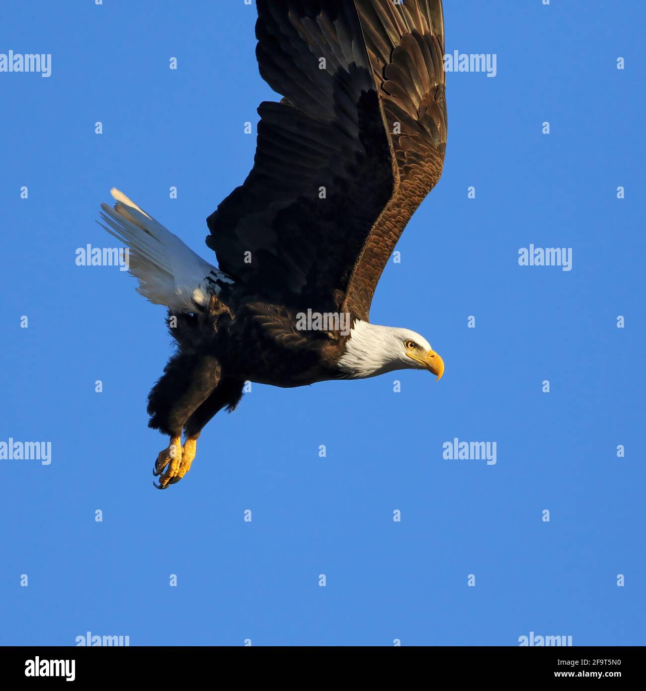 Nahaufnahme eines kahlen Adlers, der hoch in die Luft springt, als er seinen Flug beginnt, mit der Nachmittagssonne, die auf ihn gegen einen tiefblauen Himmel scheint. Stockfoto