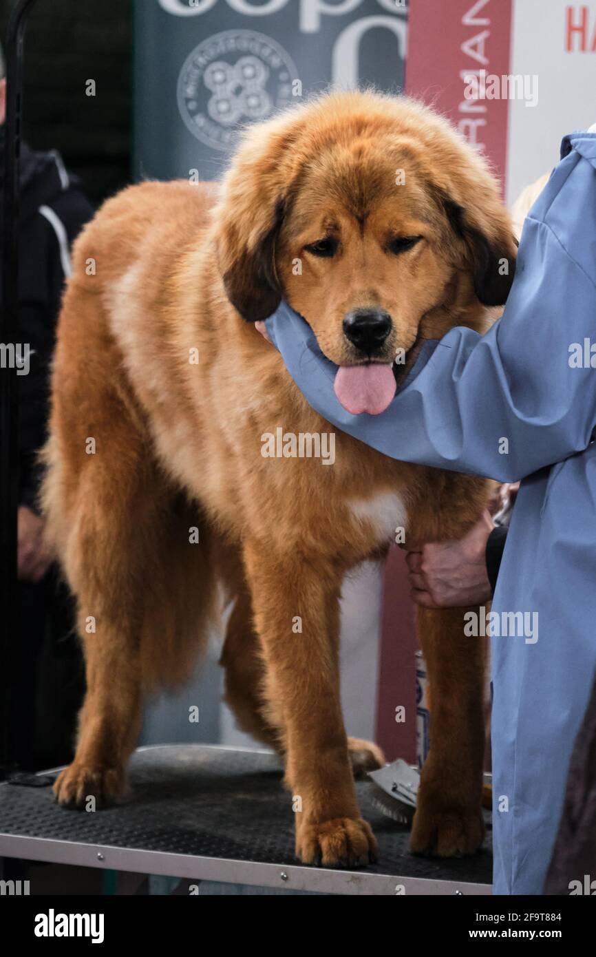 Mongolischer schäferhund -Fotos und -Bildmaterial in hoher Auflösung – Alamy