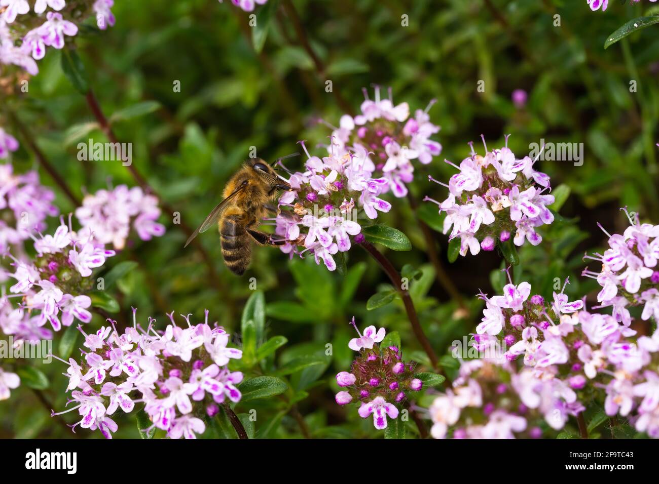 Makrofotografie, Biene auf einer Blume aus Kümmel-Thymian (Thymus Herba Barona) an einem sonnigen Tag. Stockfoto