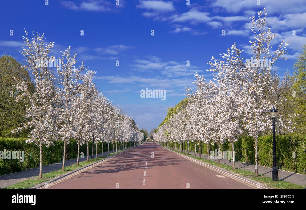 Chester Road gesäumt von Kirschblütenbäumen auf beiden Seiten Regenten Park London Stockfoto
