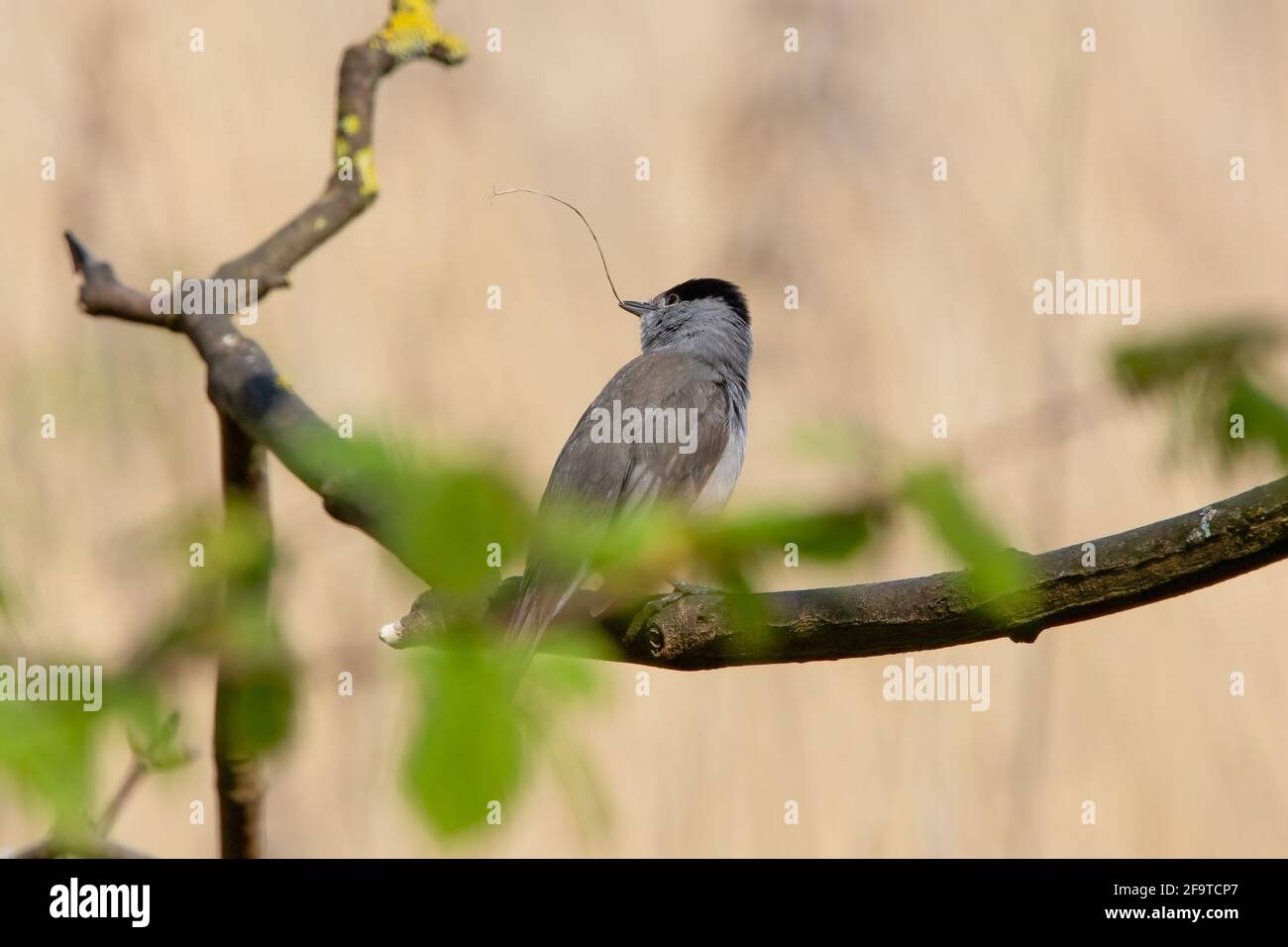 Eine eurasische Schwarzmütze mit Nistmaterial im Schnabel Stockfoto