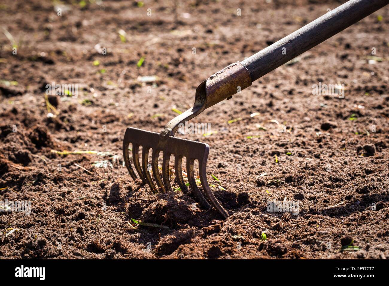 Gartenarbeit. Rechen im Boden. Graben rping Boden mit Rechen im Garten,  Gartenarbeit, Landwirtschaft, Aussaat Konzept Stockfotografie - Alamy