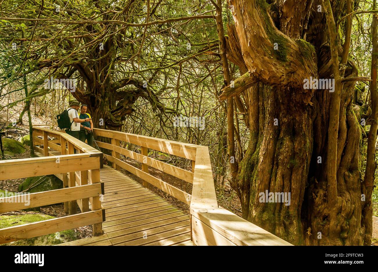 Der Tejedelo, Teixedelo. Taxus baccata, Eibe, tausendjährig in Requejo de Sanabria in ​​Sanabria, Zamora, Spanien. Stockfoto