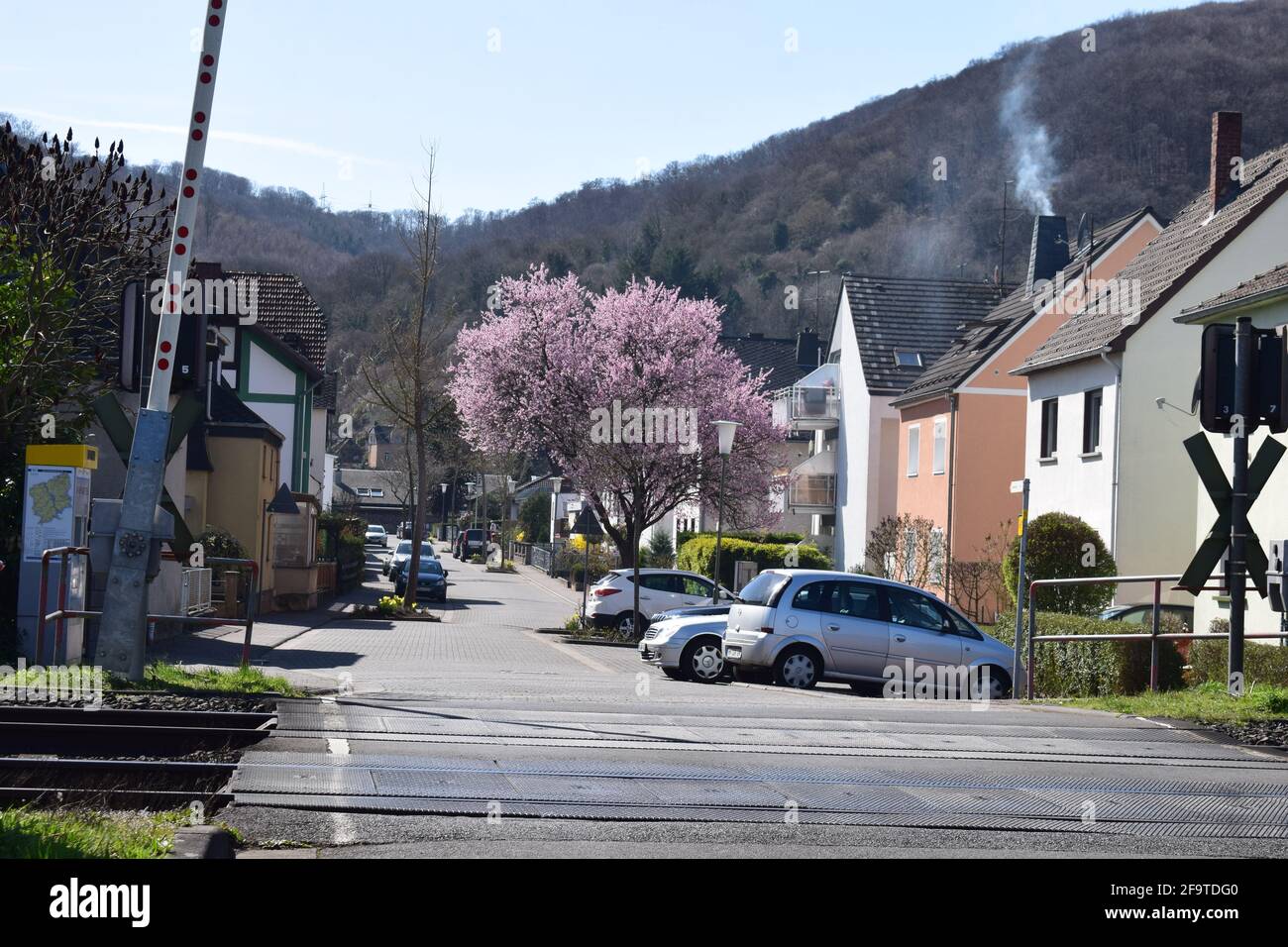 Lila blühende Bäume in Namedy, Teil von Andernach Stockfoto