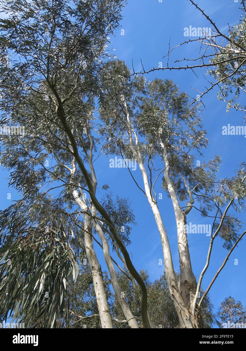 Eukalyptusbäume der Myrtle-Familie, auch Eukalypten genannt, können hoch und stattlich sein, sind aber sehr schnell wachsend und nicht für kleine Gärten geeignet. Stockfoto