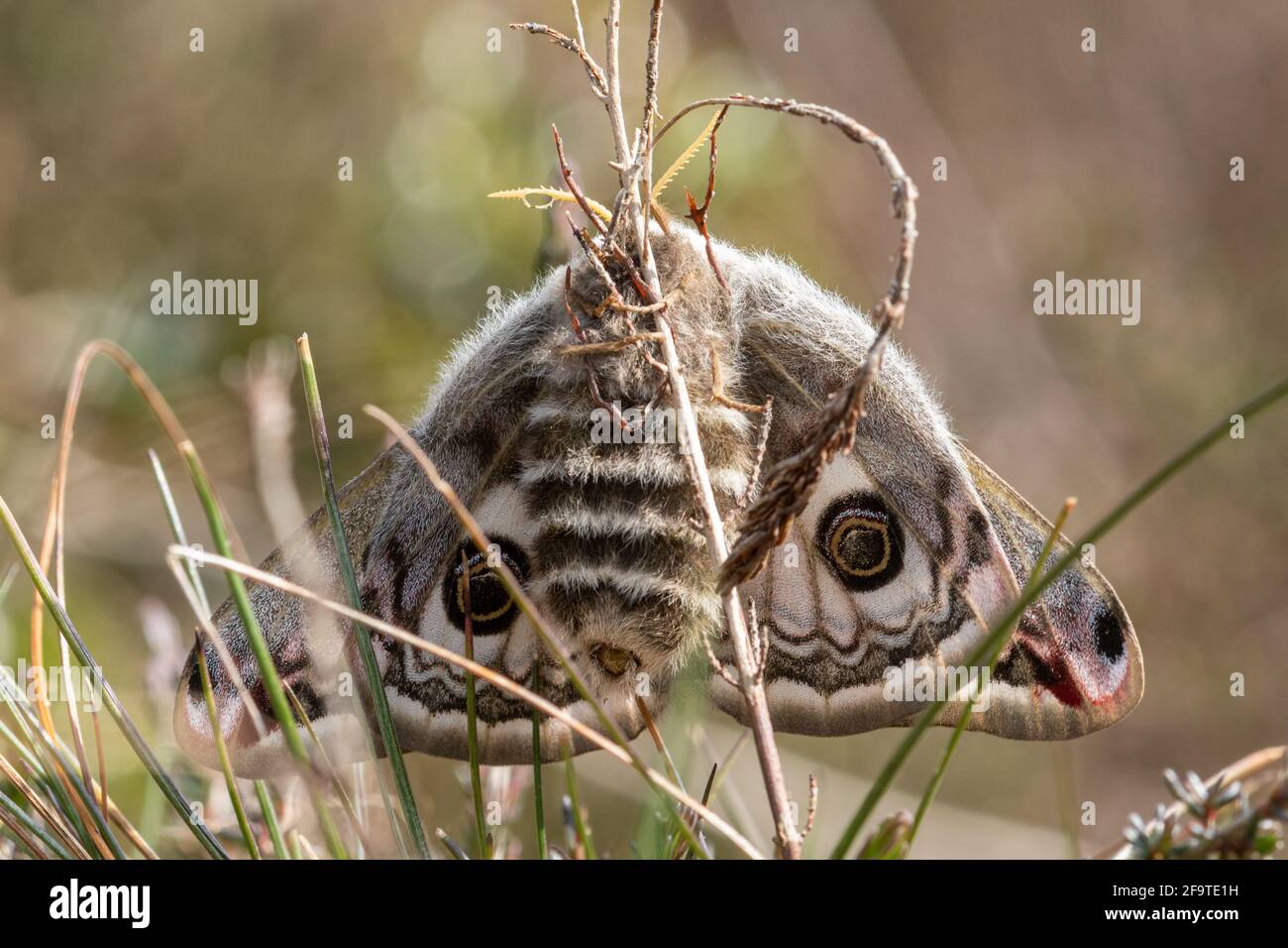 Emperor Motte (Saturnia pavonia), frisch aufgetauchte Hündin in der Heide, Hampshire, Großbritannien Stockfoto