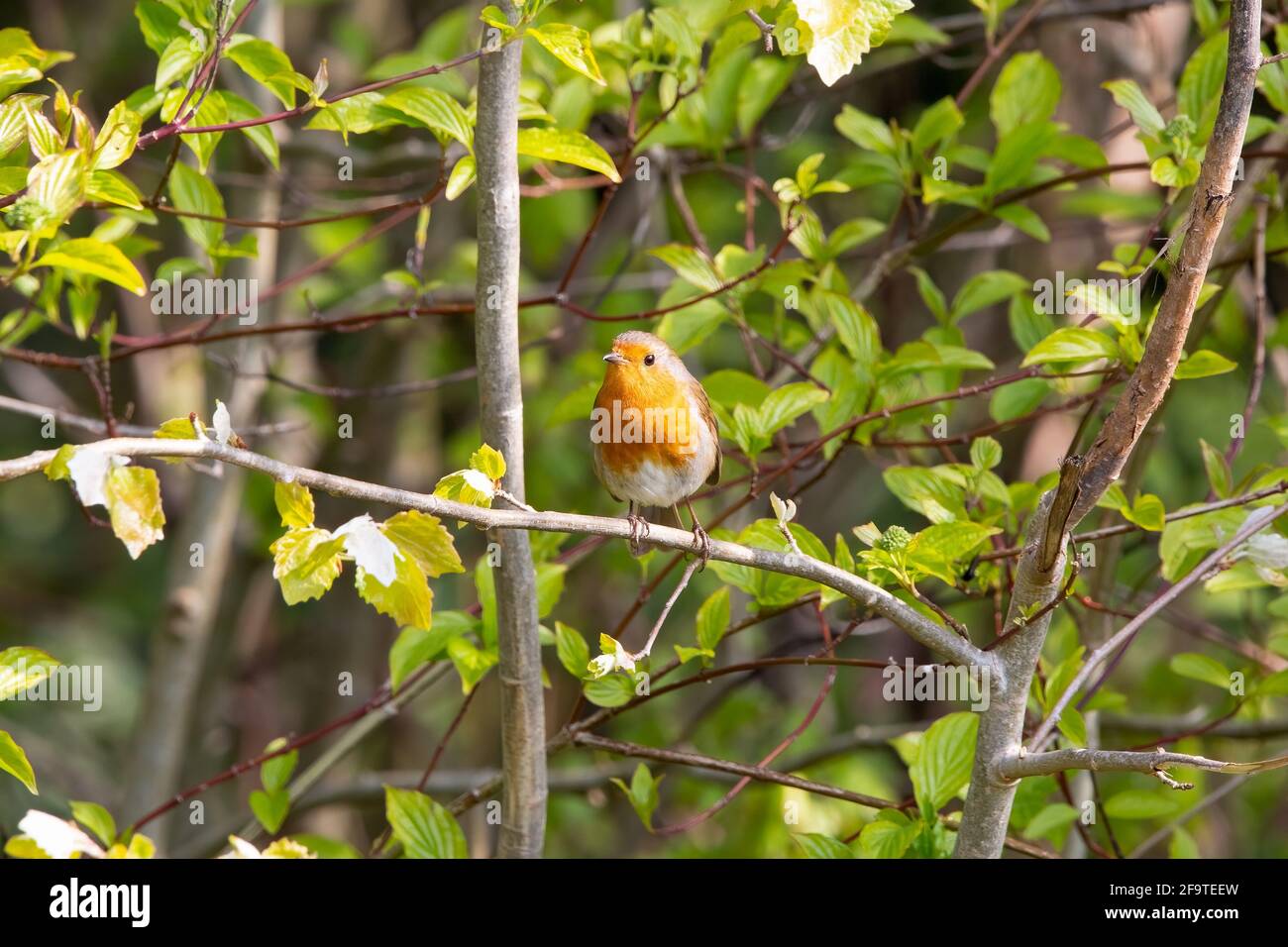 Ein eurasischer Robin auf einem Ast eines Baumes Stockfoto