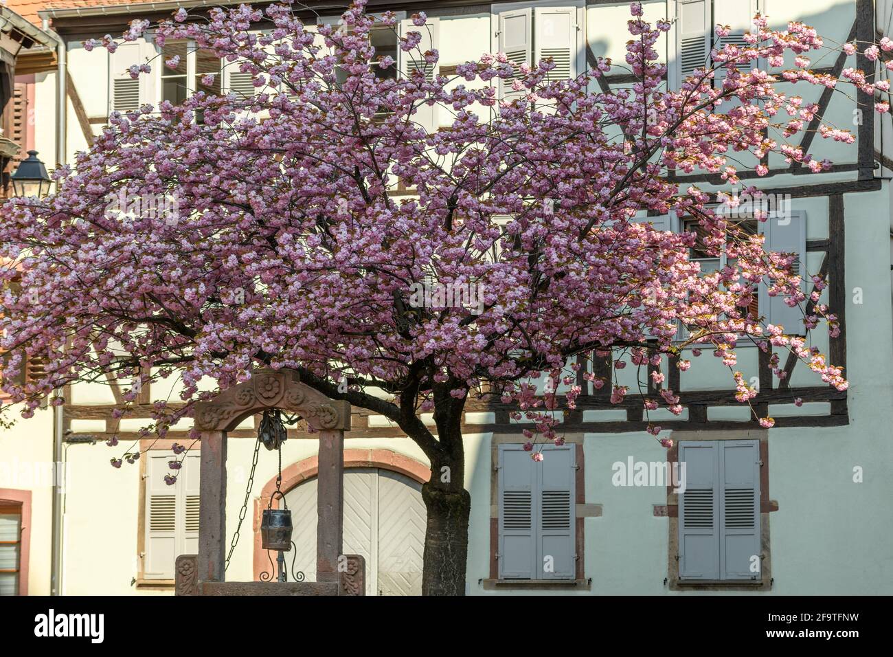 Alter Brunnen in einem Quadrat mit einer rosa Kirschblüte im Frühling.Frankreich, Elsass Stockfoto