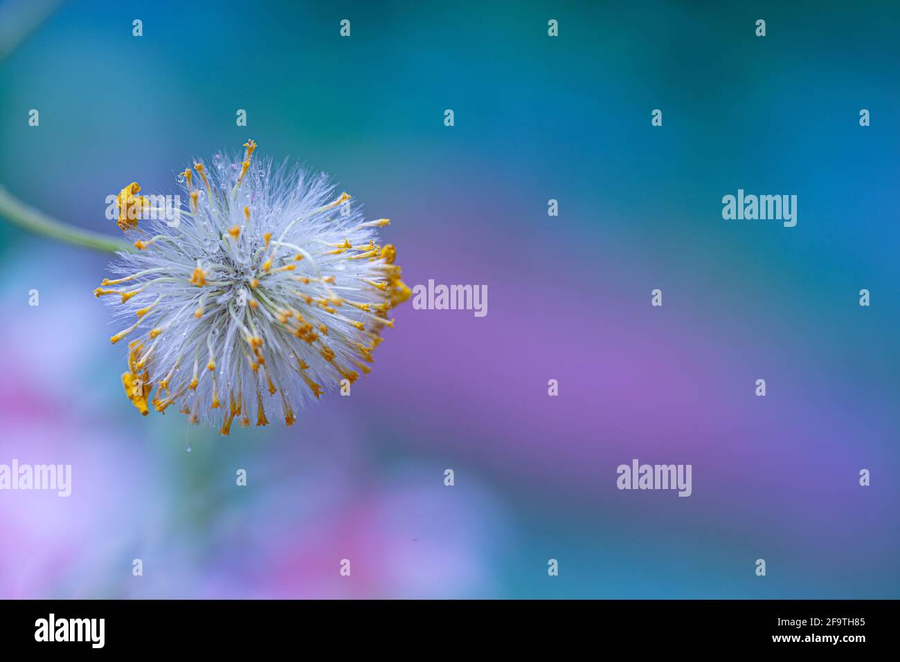 Nahaufnahme für Dandelion auf türkisblauem Bokeh-Hintergrund Stockfoto