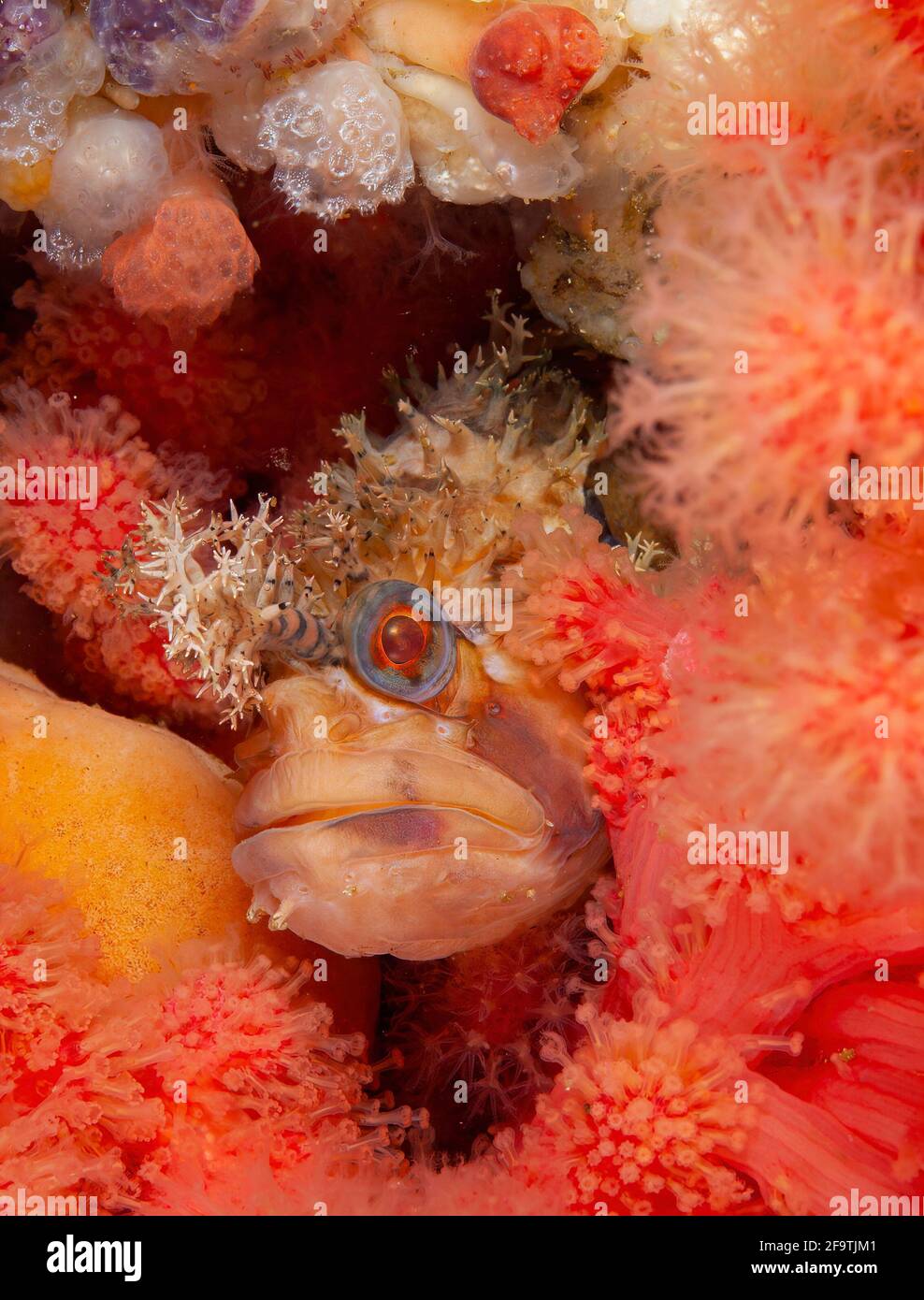 Dekoriertes warbonnet im Britisch-Kolumbien, Kanada Riff von Port Hardy Stockfoto