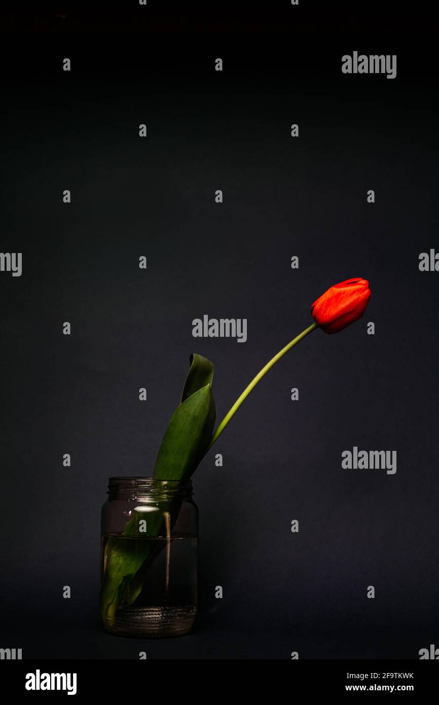 Rote Tulpe im Glas. Isoliert auf dunklem Hintergrund. Speicherplatz kopieren Stockfoto