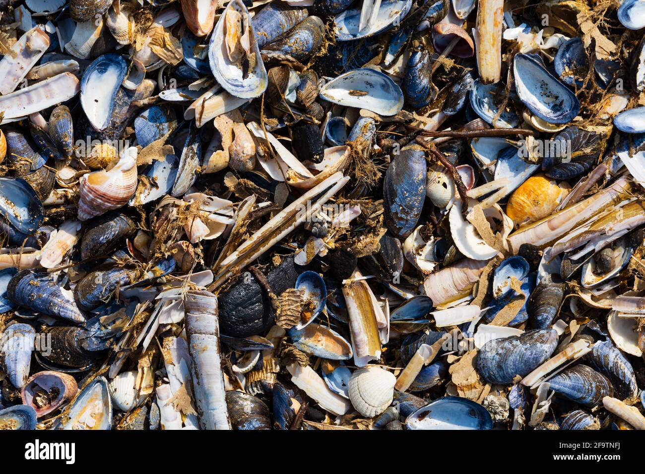 Mischung aus leeren, zerkleinerten Muscheln, die am Strand von Hunstanton, Norfolk, England, ausgewaschen wurden. Stockfoto