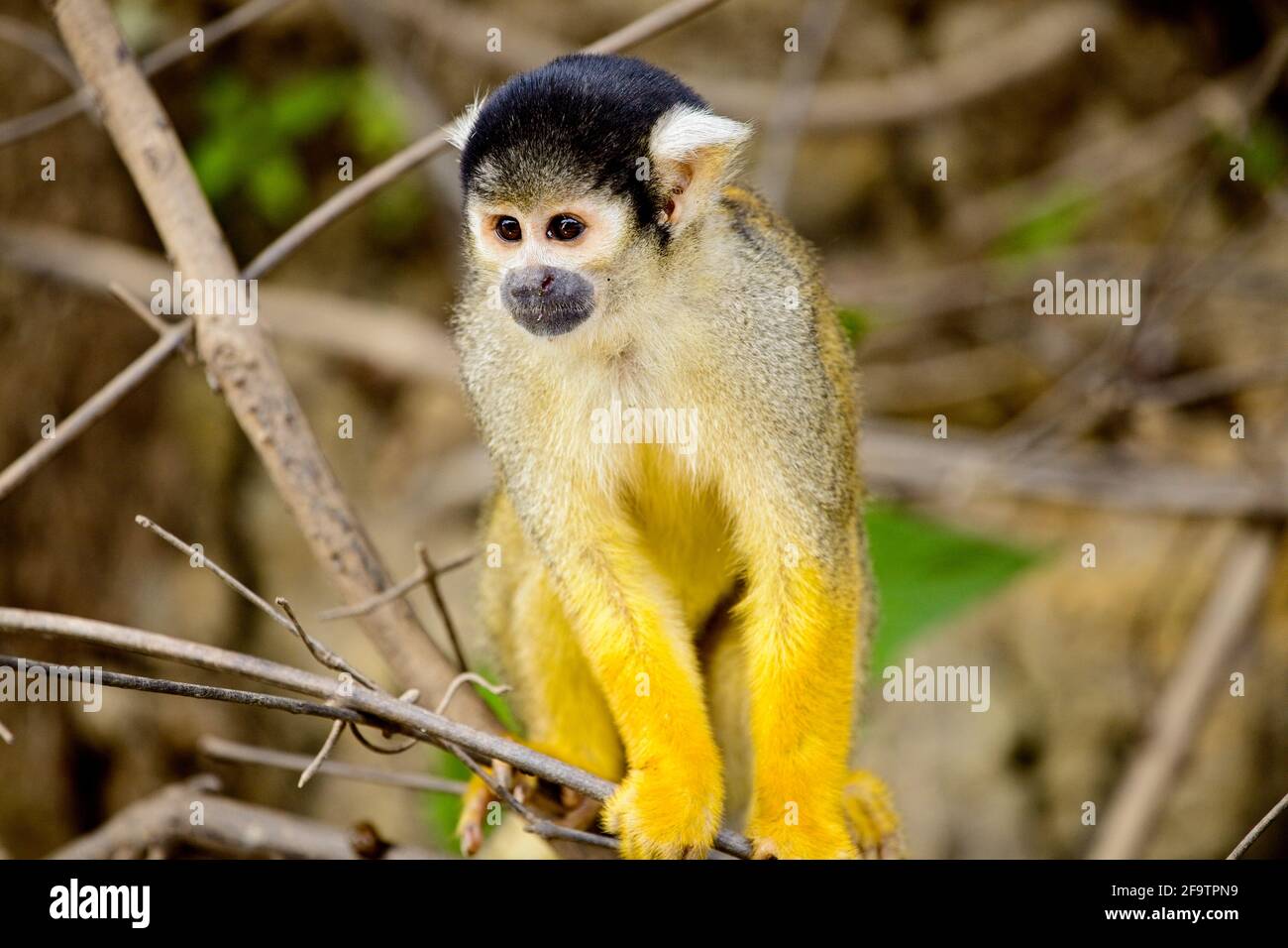 Goldener Eichhörnchen-Affe (Saimiri sciureus) sitzt auf einem Ast in Pampas del Yacuma, Bolivien. Stockfoto