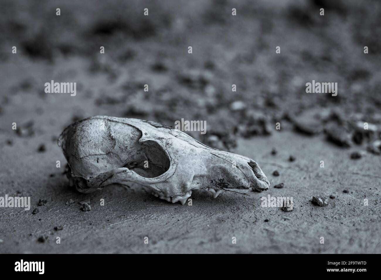 Der Schädel des alten Hundes, der mit Regen behetzt ist, liegt auf Zement Stockfoto