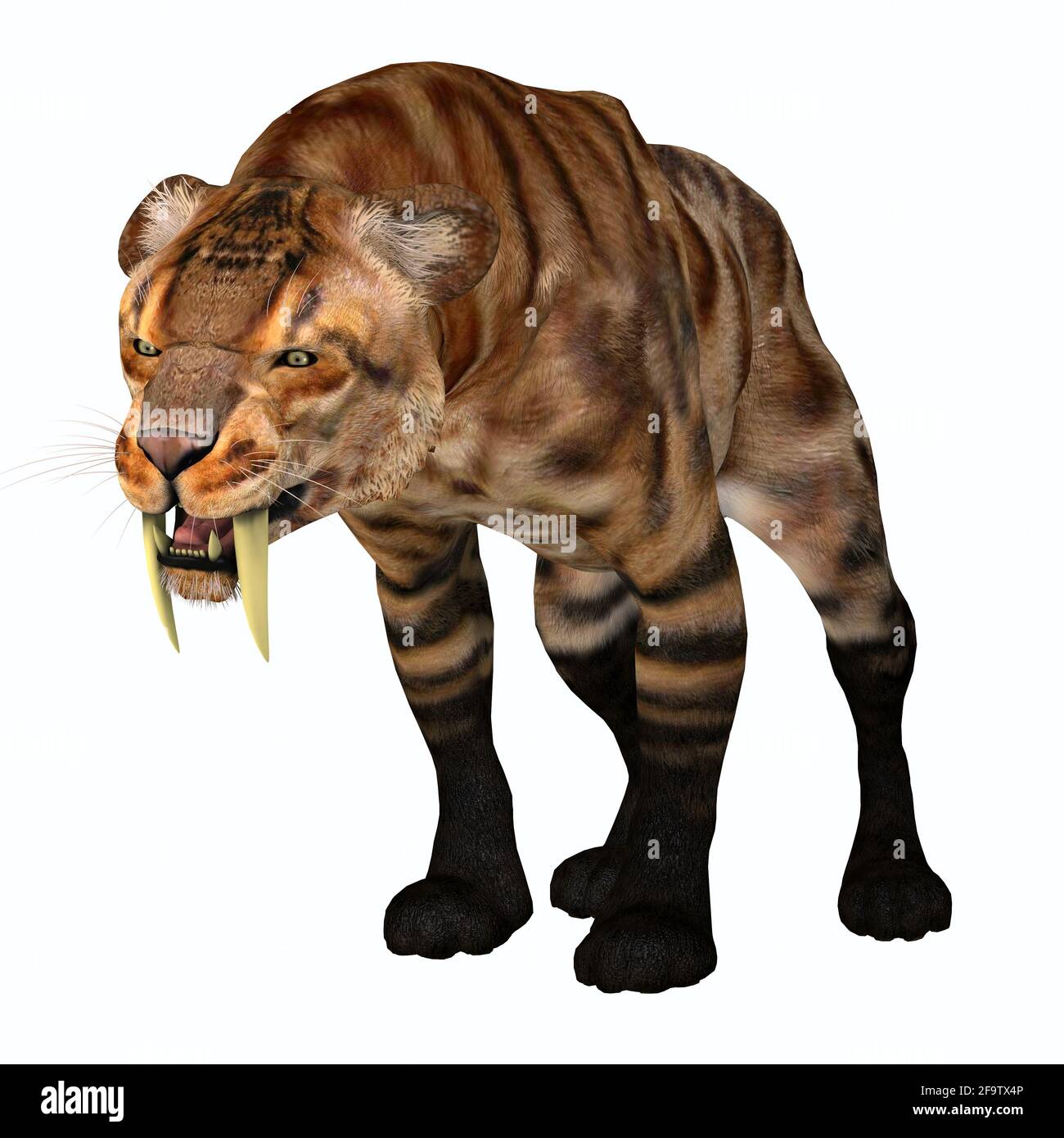 Der Säbelzahn-Tiger war eine Raubkatze, die während der Pleistozän-Zeit in Nordamerika lebte. Stockfoto