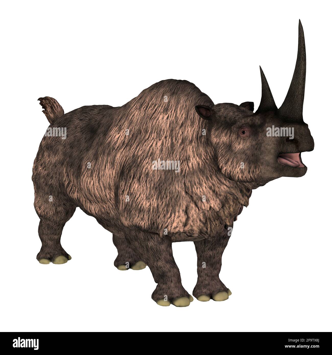 Das Woolly-Nashorn war ein pflanzenfressendes Säugetier, das während der Pleistozän-Zeit in Europa und Asien lebte. Stockfoto