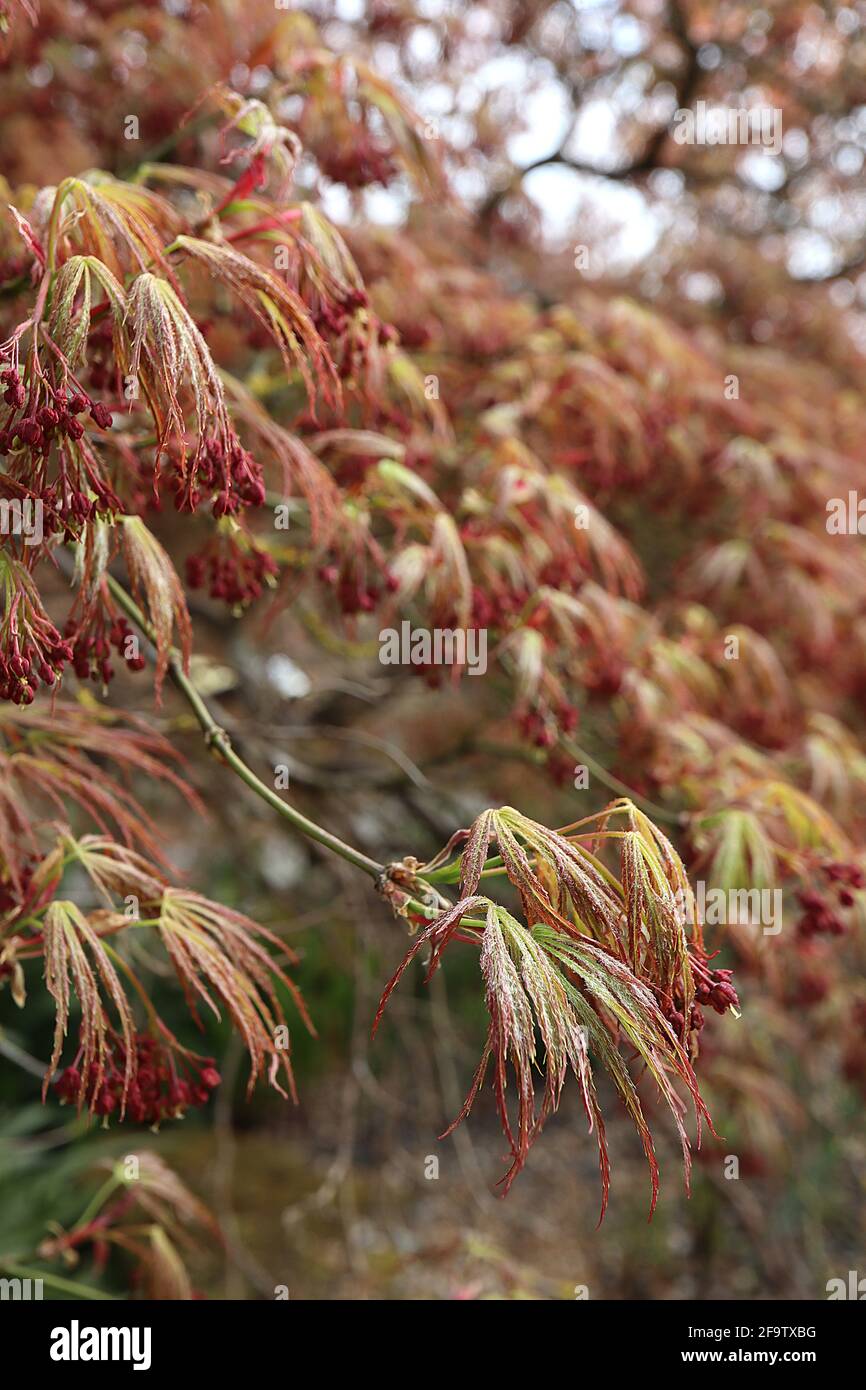 Acer palmatum dissectum ‘Atropurpureum’ japanischer Ahornholzschnitt Atropurpureum – blassgrüne lazenartige Blätter mit roten Rändern, April, England, Großbritannien Stockfoto