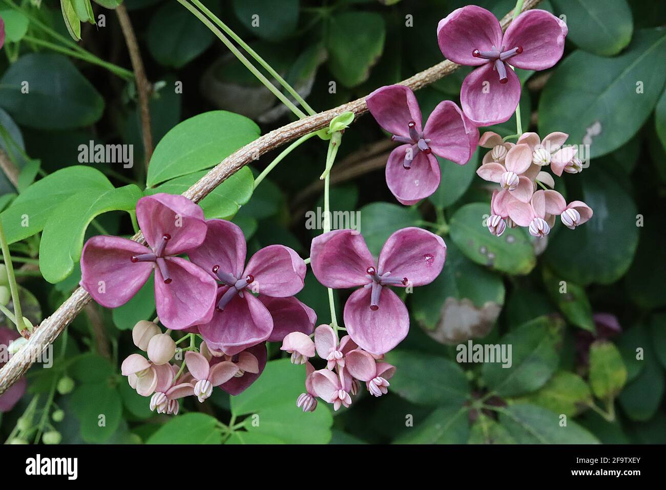 Akebia quinata Schokoladenrebe – duftende, lila, schalenförmige Blüten mit dicken Kelchblättern, April, England, Großbritannien Stockfoto