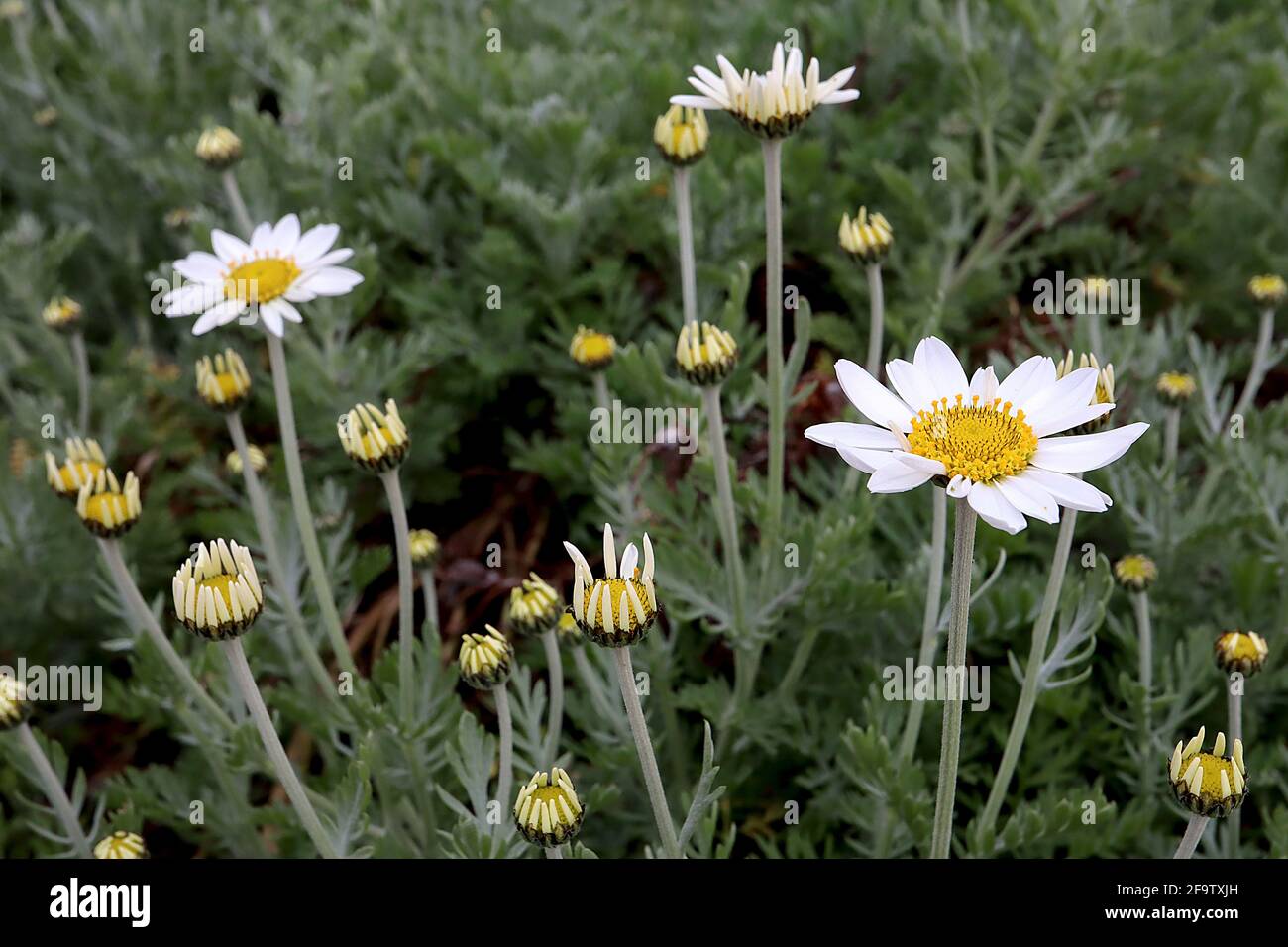 Anthemis punctata subsp cupaniana sizilianische Kamille – weiße Gänseblümchen auf langen Stielen und federndem Laub, April, England, Großbritannien Stockfoto