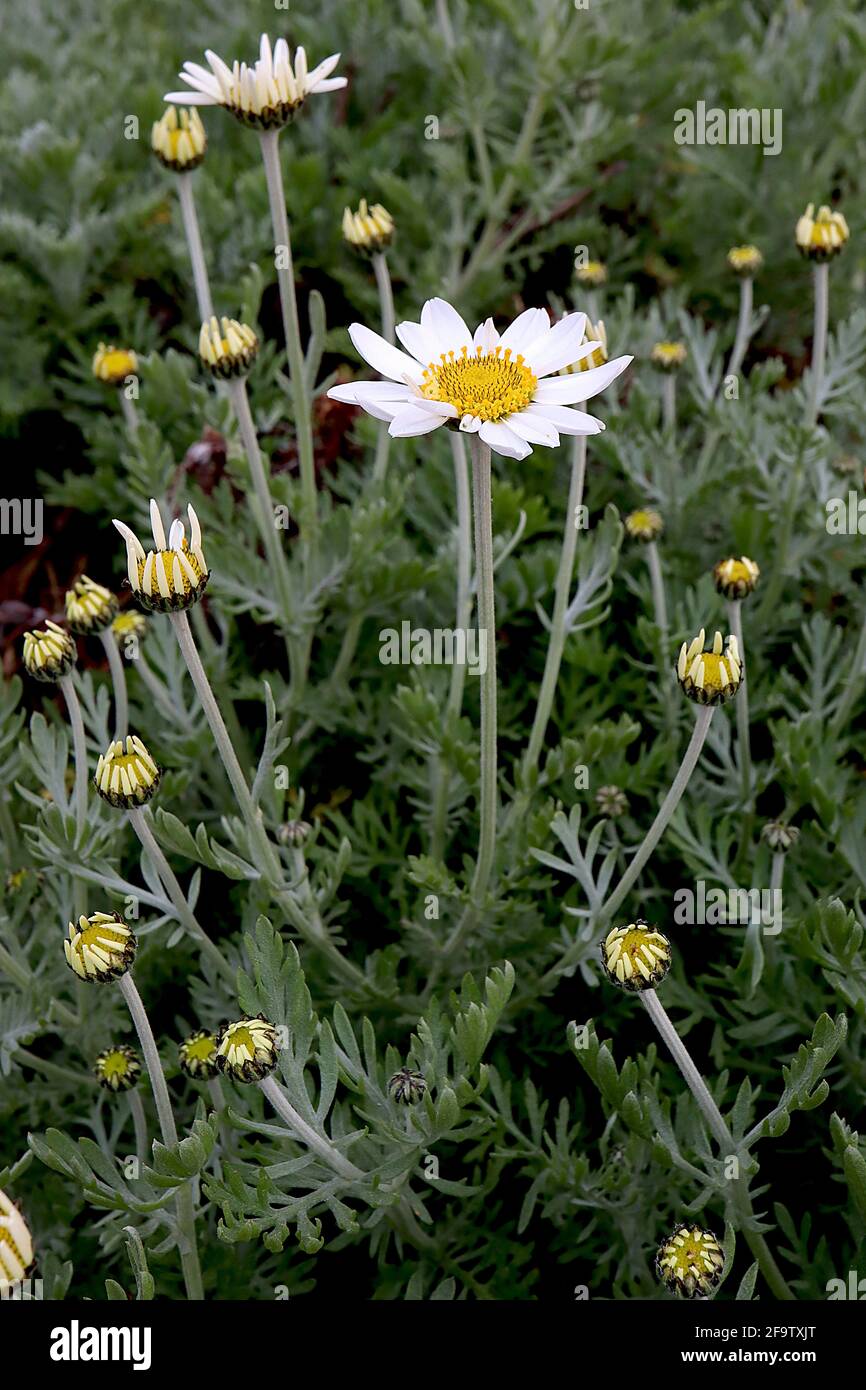 Anthemis punctata subsp cupaniana sizilianische Kamille – weiße Gänseblümchen auf langen Stielen und federndem Laub, April, England, Großbritannien Stockfoto
