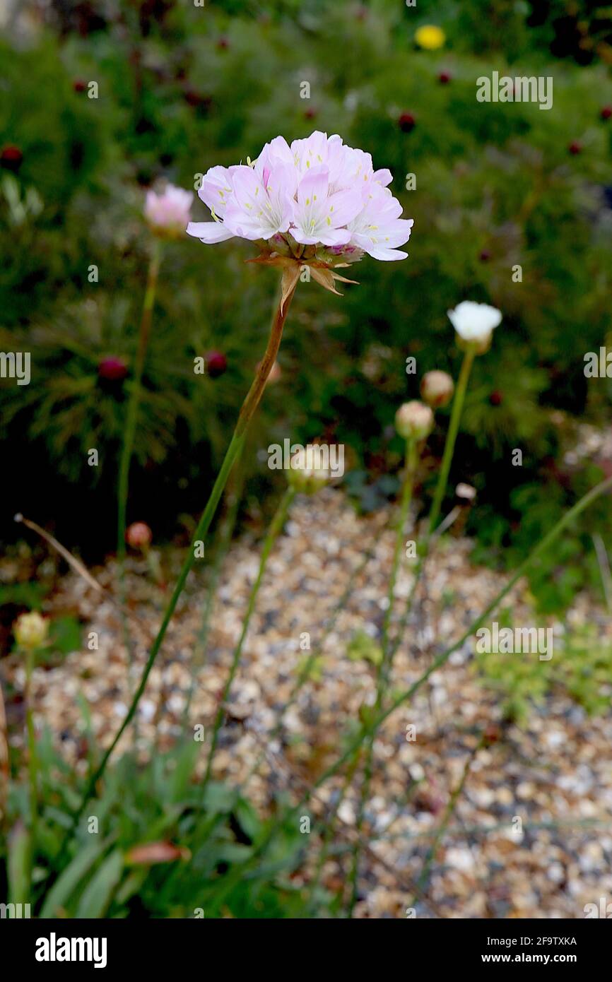 Armeria alliacea Knoblauchblüte – sehr blassrosa Blütentrauben auf schlanken grünen Stielen, April, England, Großbritannien Stockfoto