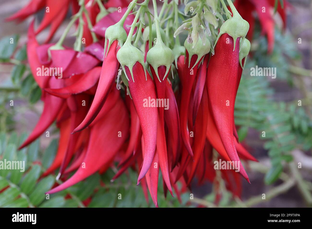 Clianthus puniceus var maximus Kakabeak – scharlachrote, schnabelartige Blüten und kleine glänzende, längliche Blätter, April, England, Großbritannien Stockfoto