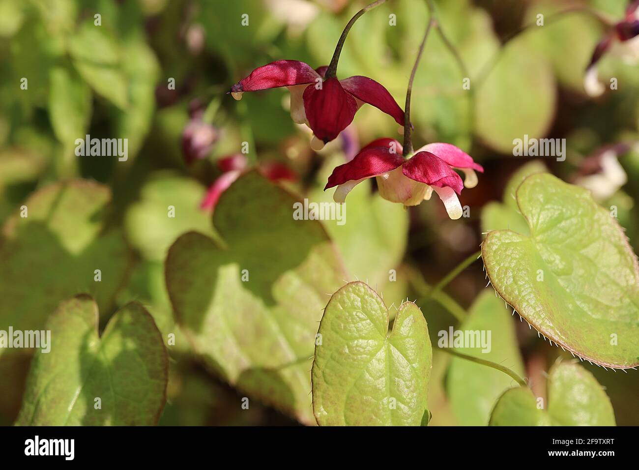 Epimedium x rubrum Bishops hat / rotes Barrenwort – hängende rote Blüten, April, England, Großbritannien Stockfoto
