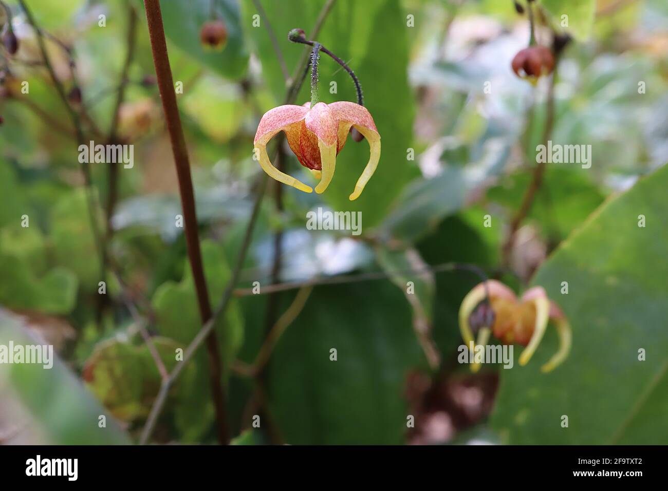 Epimedium wushanense x flavum gelbliches Barrenwort – gesprenkelte rote hängende Blüten mit hängenden gelben Spornen, April, England, Großbritannien Stockfoto