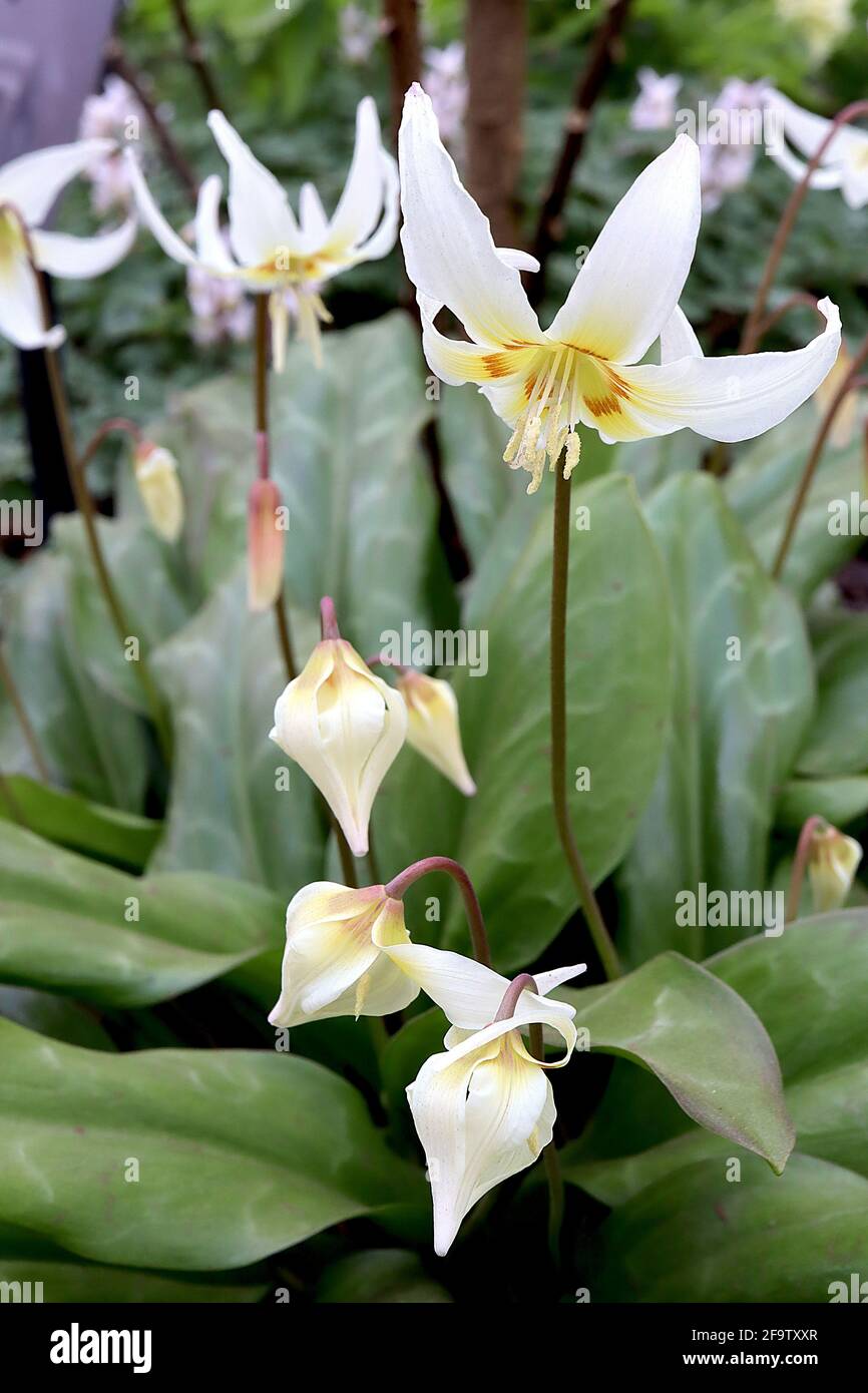 Erythronium Californicum Fawn Lily - breite weiße glockenförmige Blüten mit gelber Basis, kastanienbraunen Markierungen und hochgetragenen Blütenblättern, April, England, Vereinigtes Königreich Stockfoto