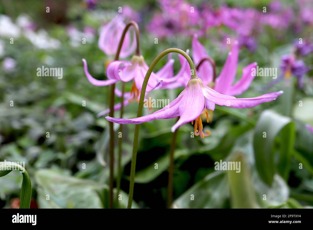 Erythronium revolutum Mahagoni-Rehlilie - breite rosafarbene glockenförmige Blüten mit gelben Markierungen und hochgedrehten Blütenblättern, April, England, UK Stockfoto