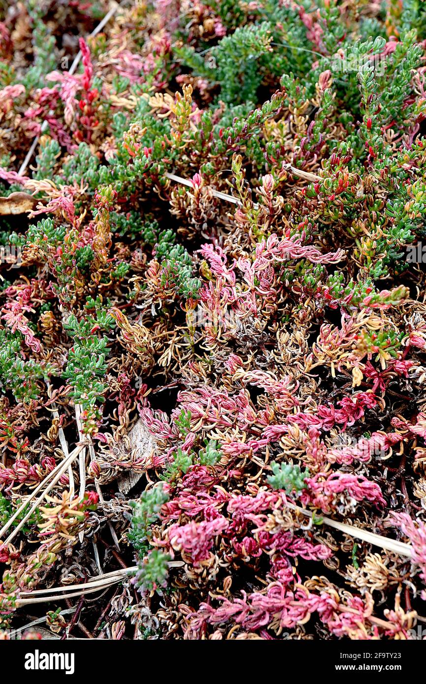 Frankenia laevis Sea Heath – Verbreitungsbüschel fleischiger gebogener Blätter, April, England, Großbritannien Stockfoto