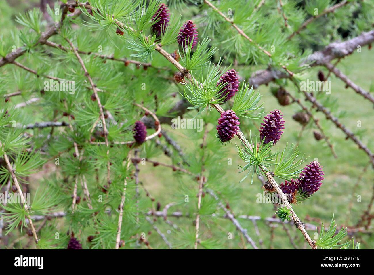 Larix Decidua Europäische Lärche – kleine nadelartige Blattbüschel und rotbraune unreife Zapfen, April, England, Großbritannien Stockfoto