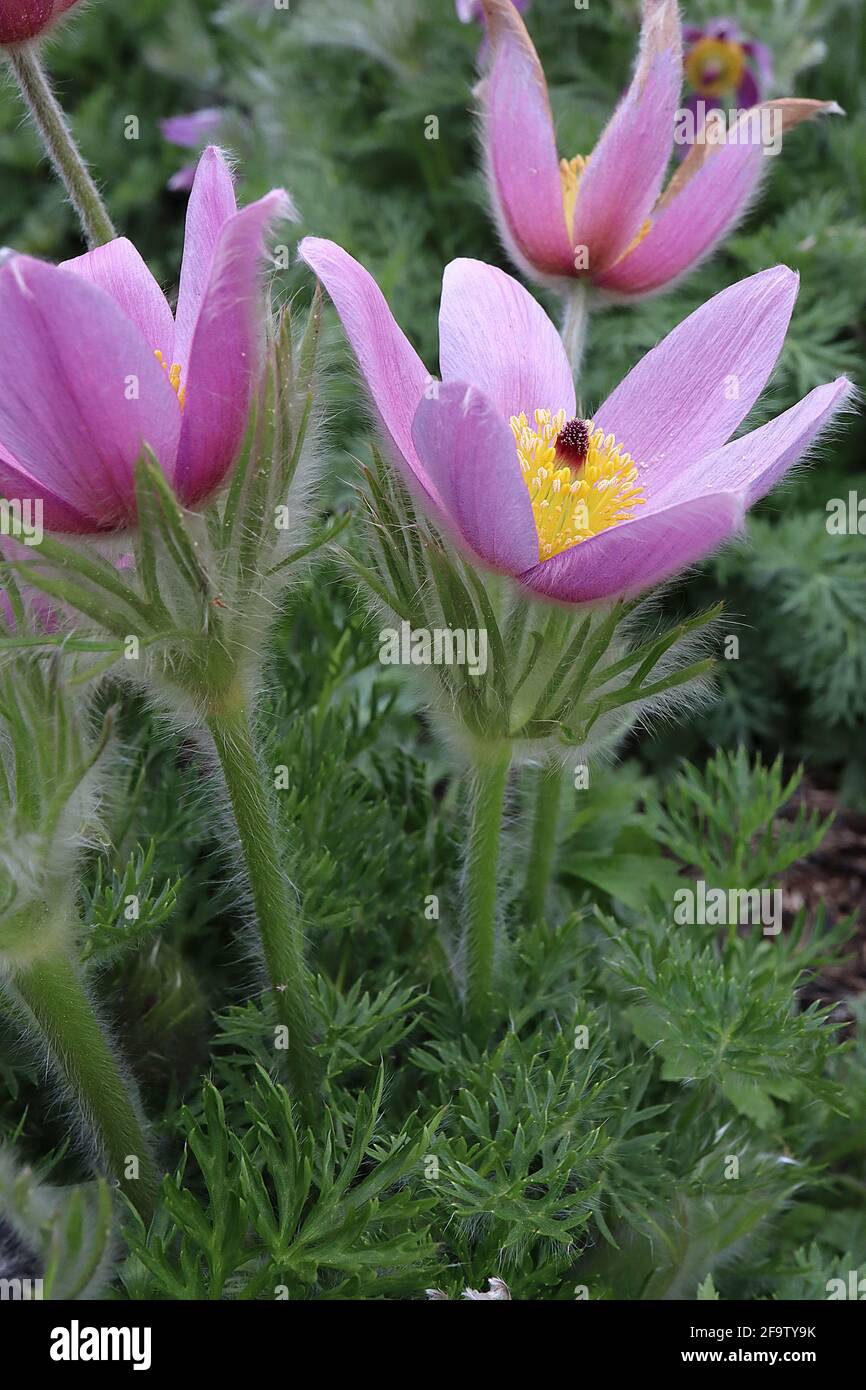 Pulsatilla vulgaris pasqueflower - lila violette Blüten und seidig sezed Laub, April, England, Großbritannien Stockfoto