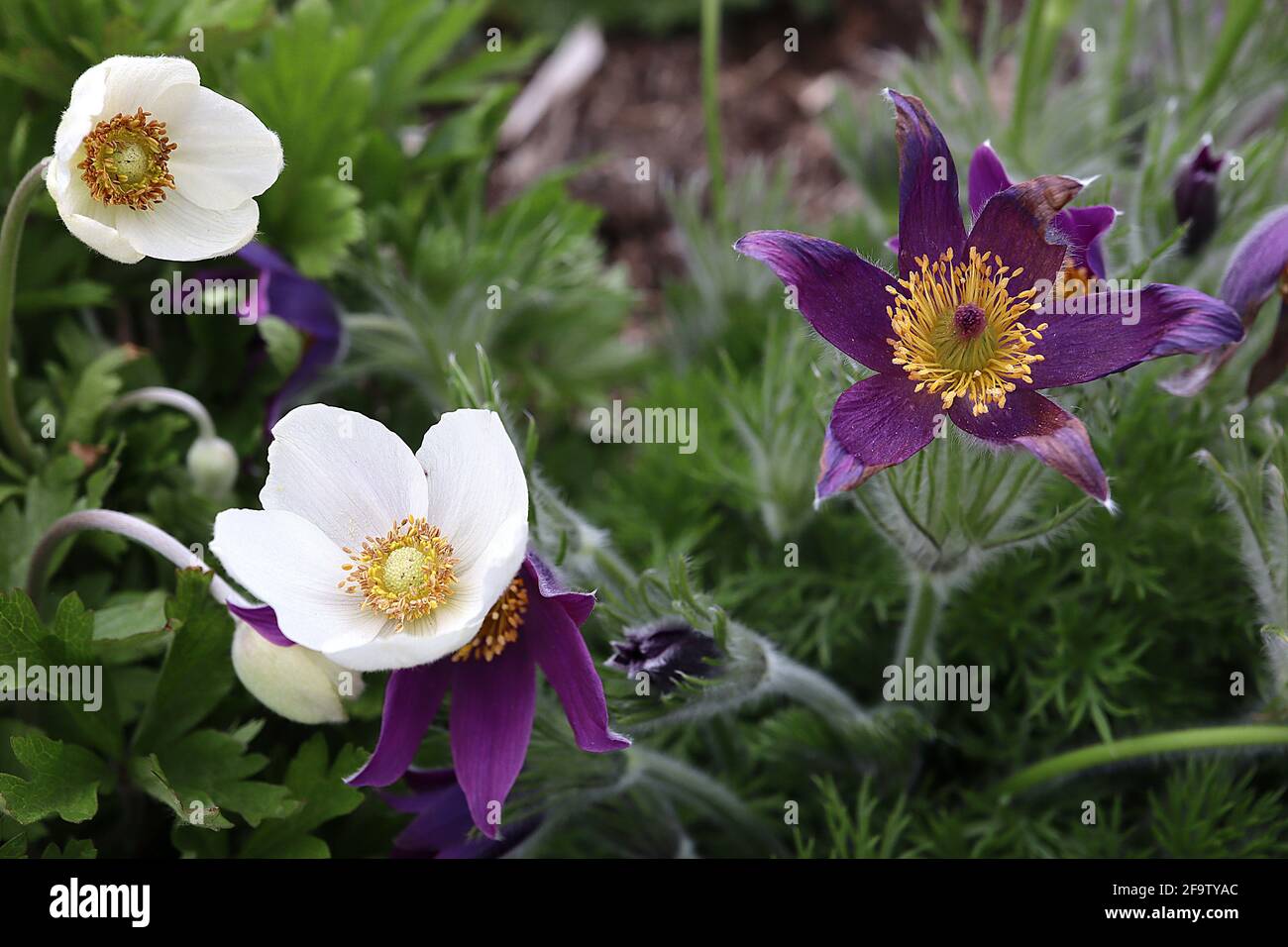 Pulsatilla vulgaris pasqueflower - lila violette Blüten und seidig sezed Laub, April, England, Großbritannien Stockfoto