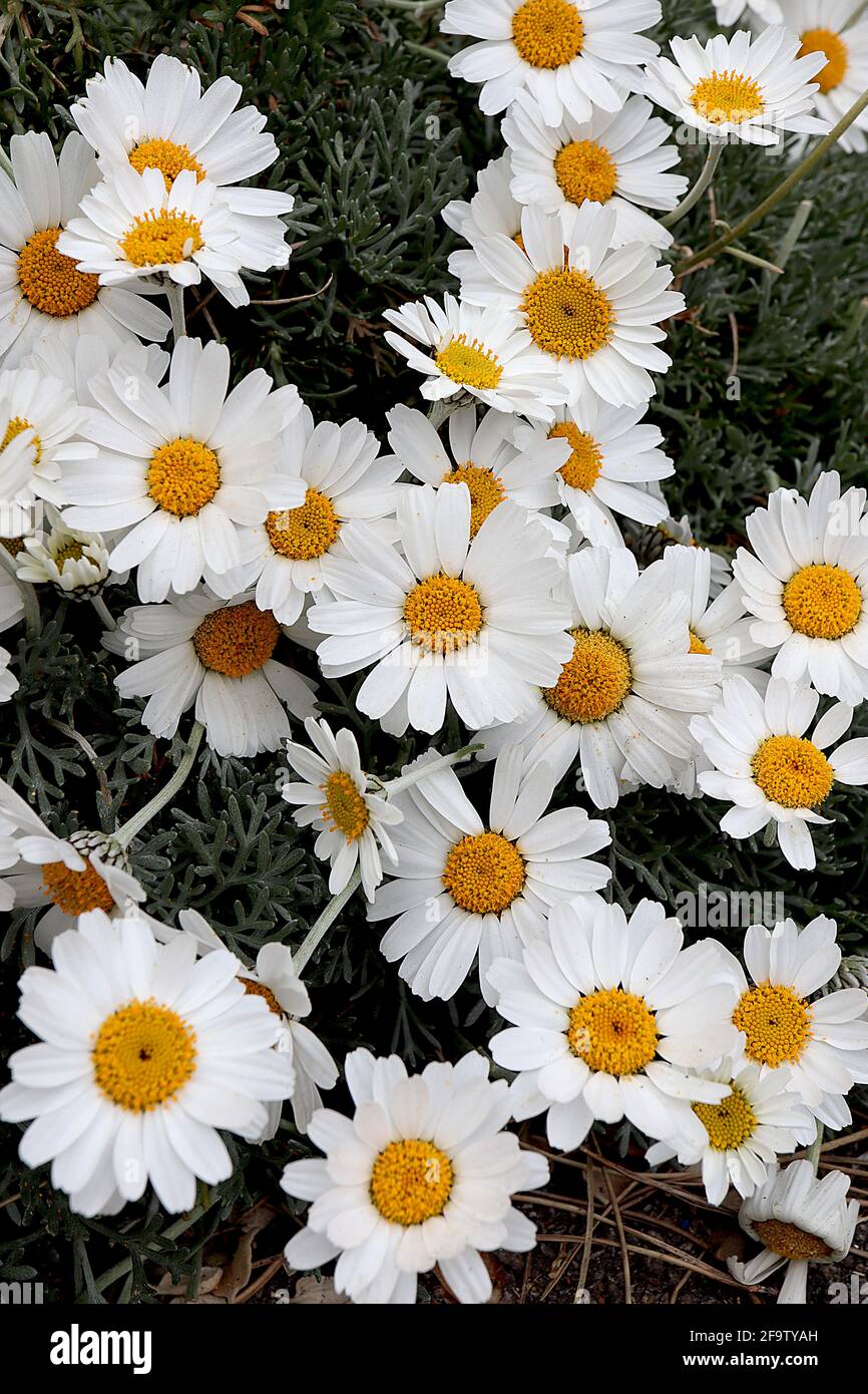 Rhodanthemum hosmariense ‘Cascester’ Marokkanische Gänseblümchen – weiße Gänseblümchen-ähnliche Blüten mit gelb-braunem Zentrum, April, England, Großbritannien Stockfoto