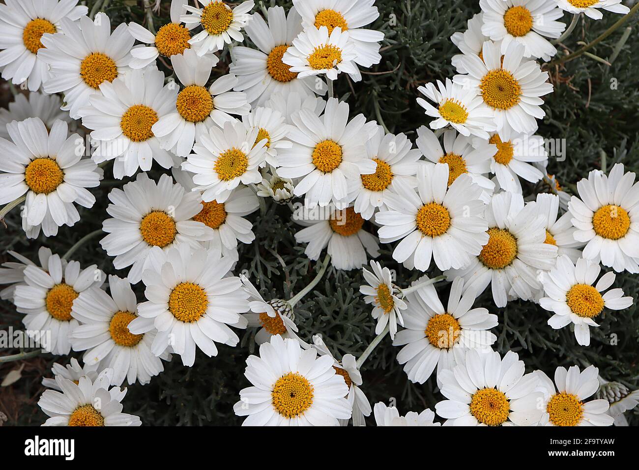 Rhodanthemum hosmariense ‘Cascester’ Marokkanische Gänseblümchen – weiße Gänseblümchen-ähnliche Blüten mit gelb-braunem Zentrum, April, England, Großbritannien Stockfoto