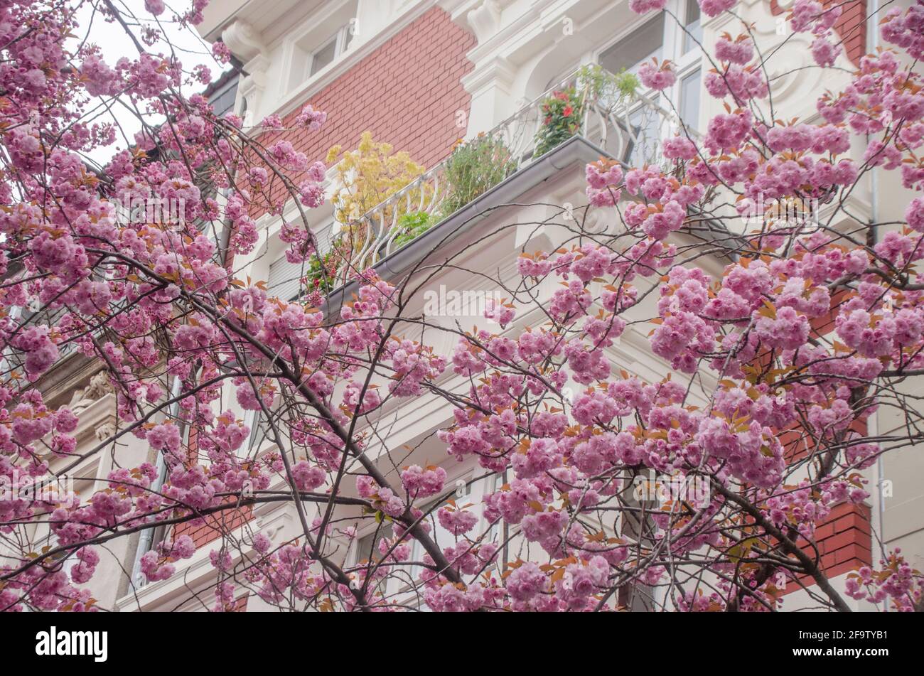 Bonner Innenstadt mit den schönen japanischen Kirschbäumen Feder Stockfoto