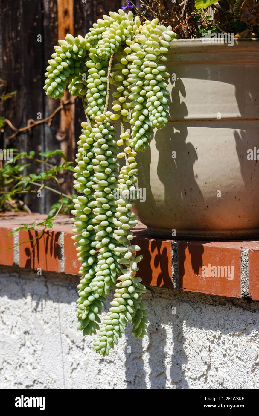 Sedum morganianum. Gemeinhin bekannt als Eselsschwanz oder Burro-Schwanz ist eine blühende Pflanze in der Familie Crassulaceae. Sie stammt aus Mexiko und Honduras Stockfoto