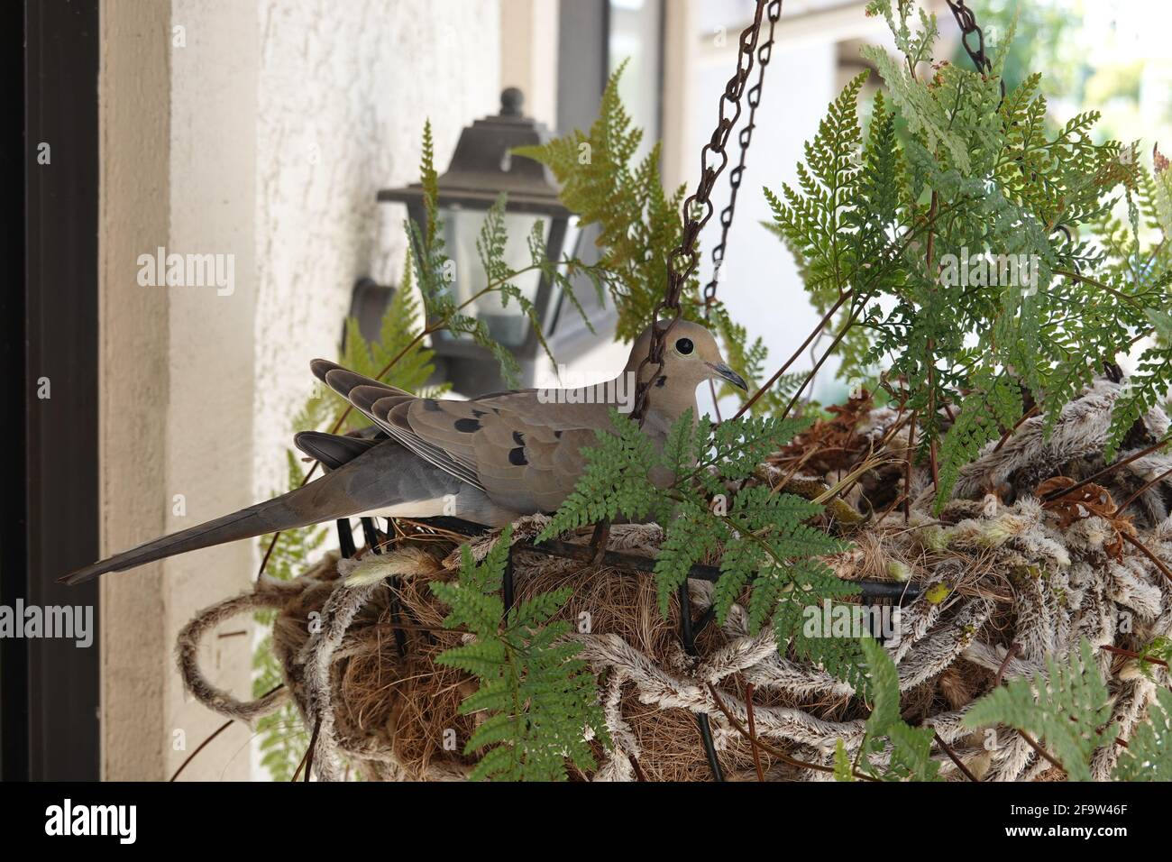 Trauertaube (Zinaida macroura) brütet in einem Hängekorb in einem Wohnhausgarten in Kalifornien, USA Stockfoto
