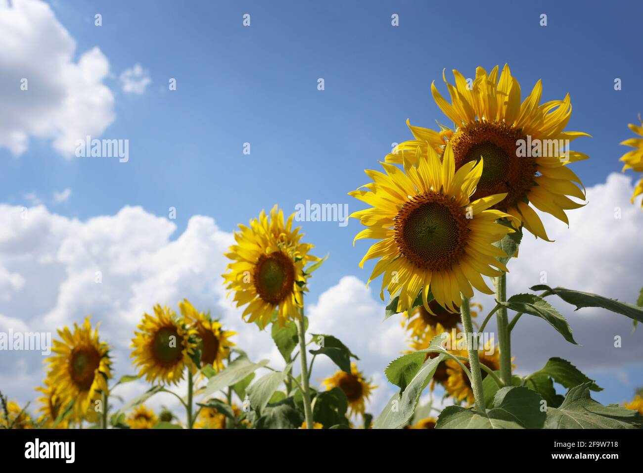 Sonnenblumen blühen auf einem bule Himmel Hintergrund und haben Kopieplatz. Stockfoto