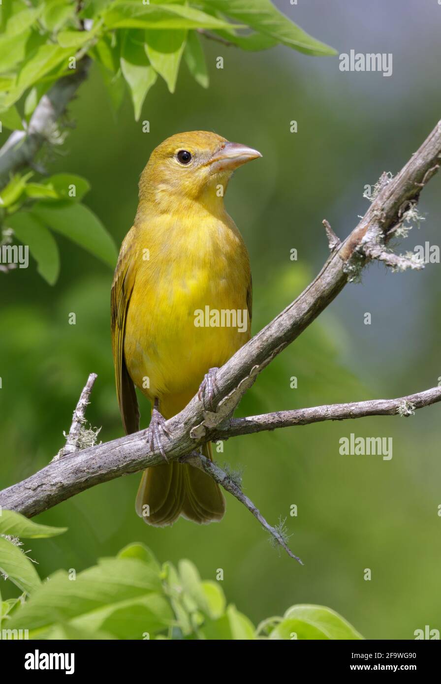 Sommertanager (Piranga rubra) Weibchen, die in einem Baum verbarcht, Galveston, Texas, USA. Stockfoto