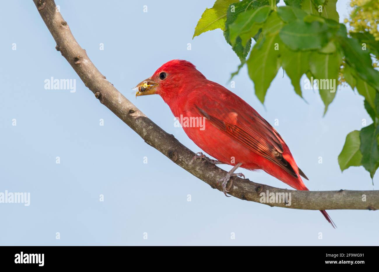 Sommertanager (Piranga rubra), der im Wald, Galveston, Texas, USA, eine Gefangene Biene isst. Stockfoto