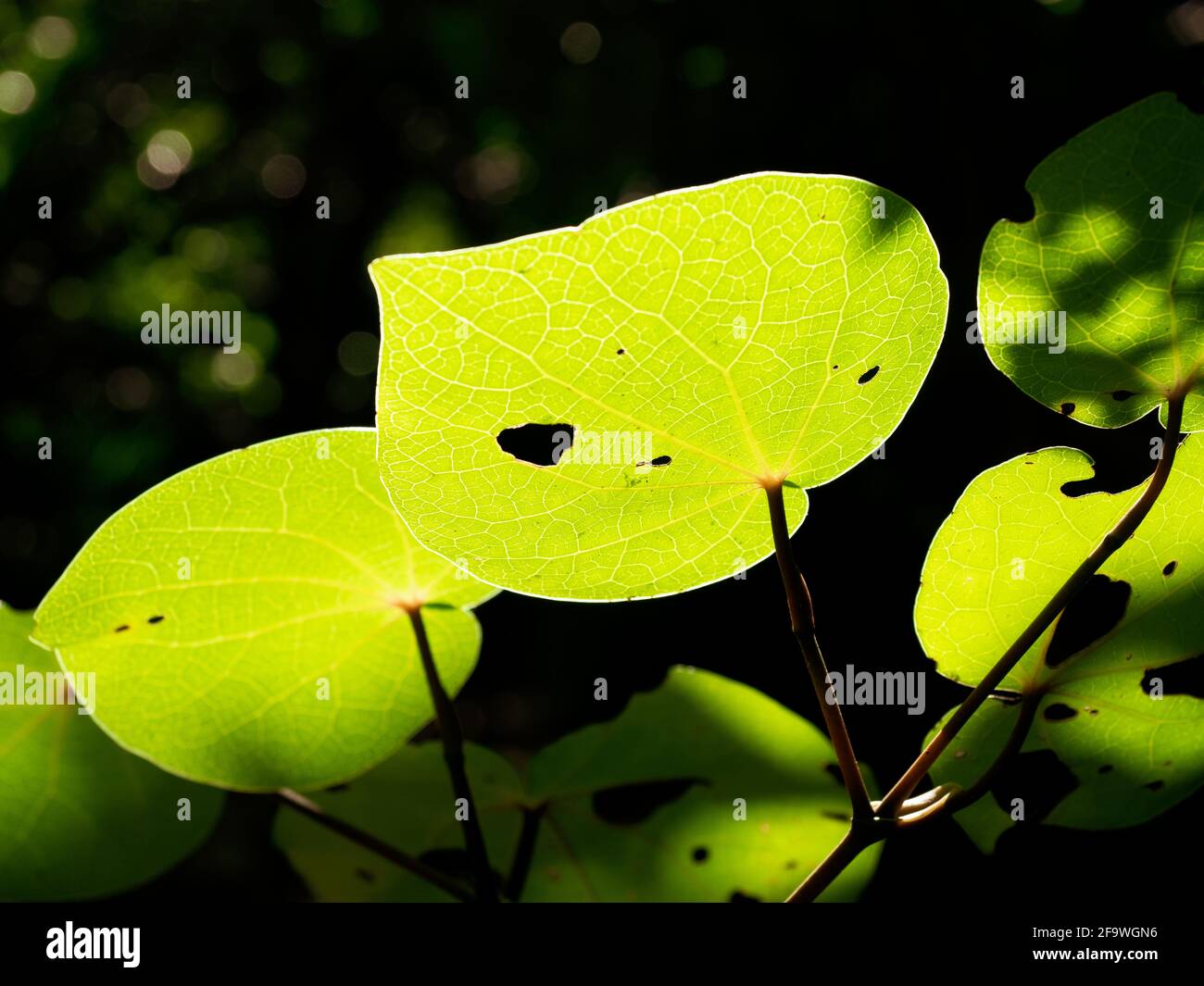 Hintergrundbeleuchtetes Kawakawa-Blatt (Macropiper excelsum) Stockfoto