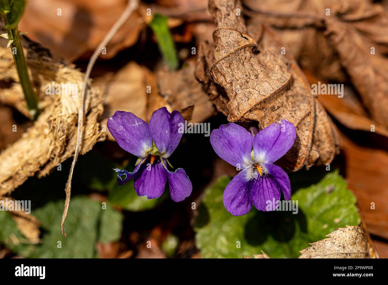 Viola-Hirta blüht im Wald, aus der Nähe Stockfoto